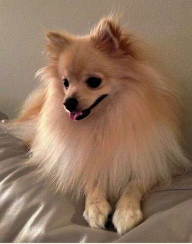 стрижка принцесса